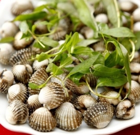 Sò huyết lacos